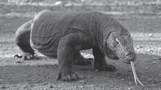 “Комодо луу”